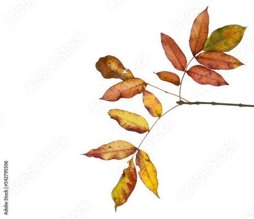  Leaves on branch, colorful foliage in autumn isolated on white 