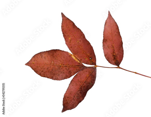 Leaves on branch, colorful foliage in autumn isolated on white 