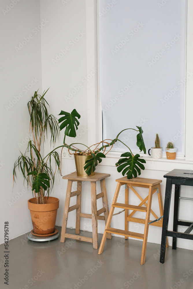 Collection of indoor house plants