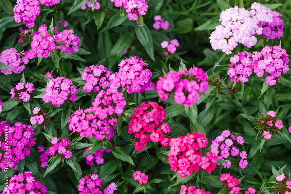 Beautiful bright pink flowers of Turkish carnation in the summer garden