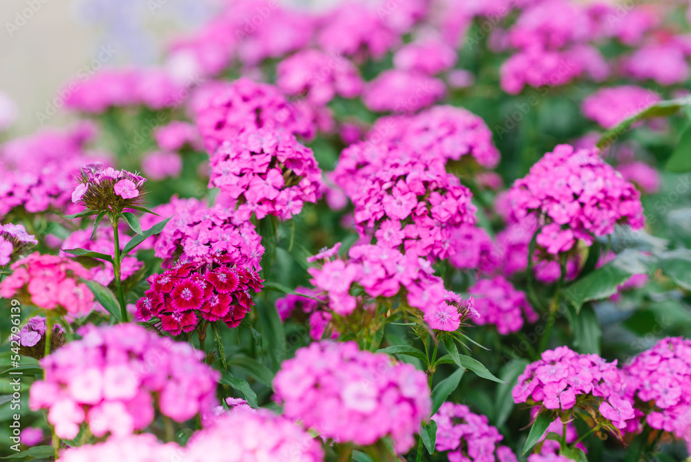 Beautiful bright pink flowers of Turkish carnation in the summer garden
