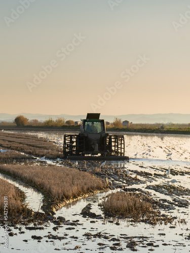 Tractor plowing a flooded rice field preparing the land for planting in Albufera natural park, Valencia, Spain with copy space photo