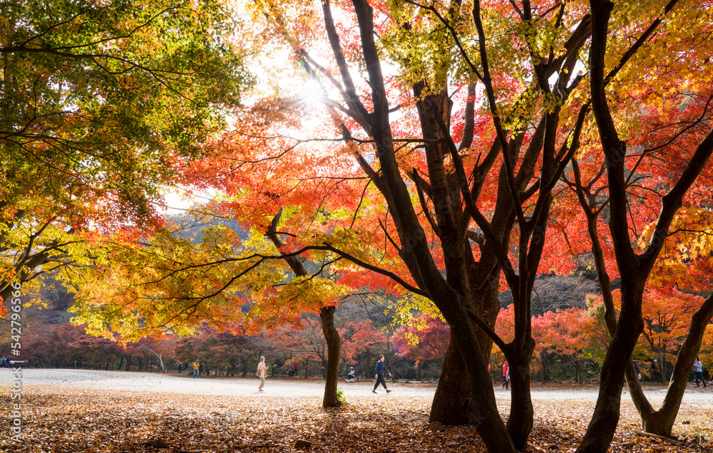정읍 내장산 국립공원의 아름다운 가을 단풍 길