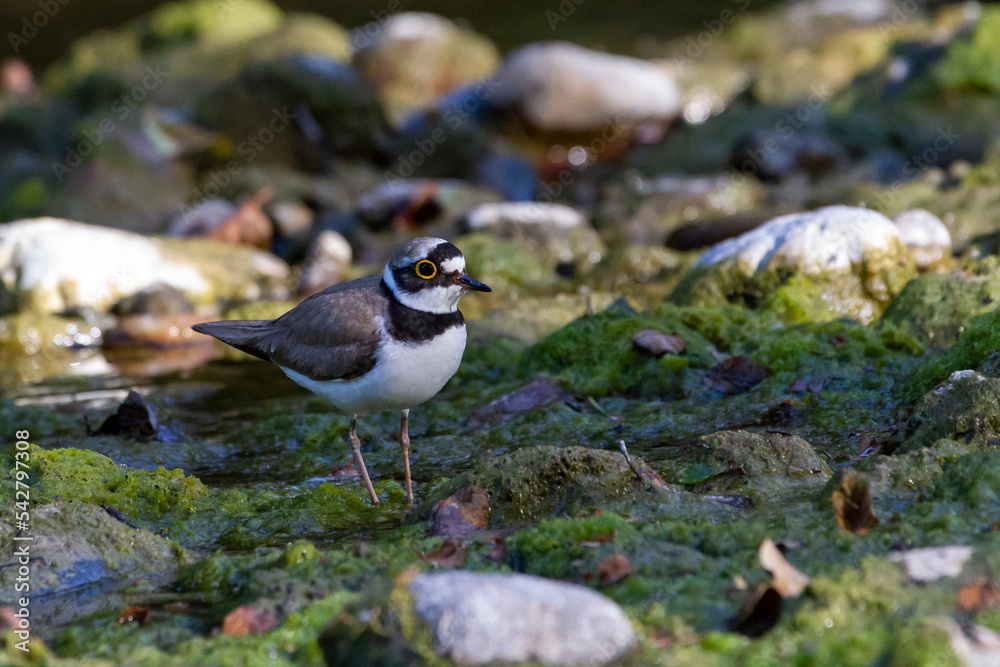 Little ringed plover picture taken on the moss by the creek
Little ringed plover picture taken on the moss by the creek