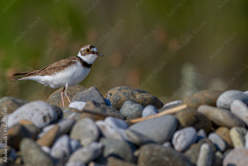 Charadrius dubius photograph with blurred background taken from behind stones
Charadrius dubius photograph with blurred background taken from behind stones