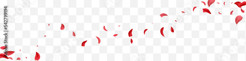 Red Lotus Summer Vector White Panoramic