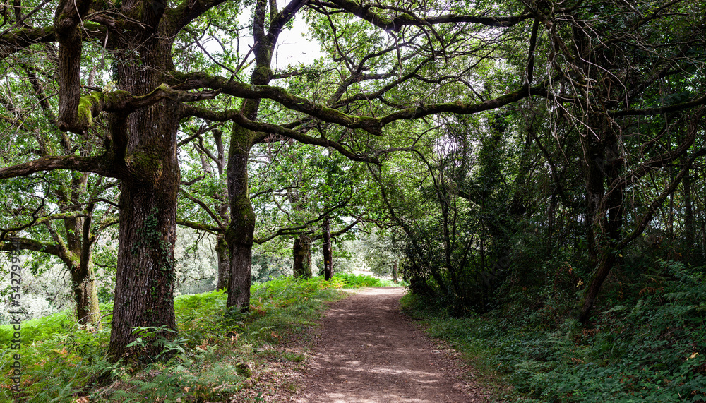 Path in the woods along the route of Chemin du Puy, French route of The Way of St James Path in the woods along the route of Chemin du Puy, French route of The Way of St James