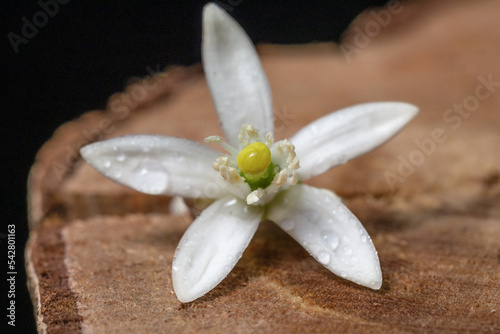 Details of a lemon blossom against a woody background. Nature.
