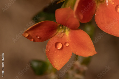 A macro view of a succulent plant also know as Flaming Katy, Christmas kalanchoe or Florist Kalanchoe. Orange color flower in nature. Species Kalanchoe blossfeldiana