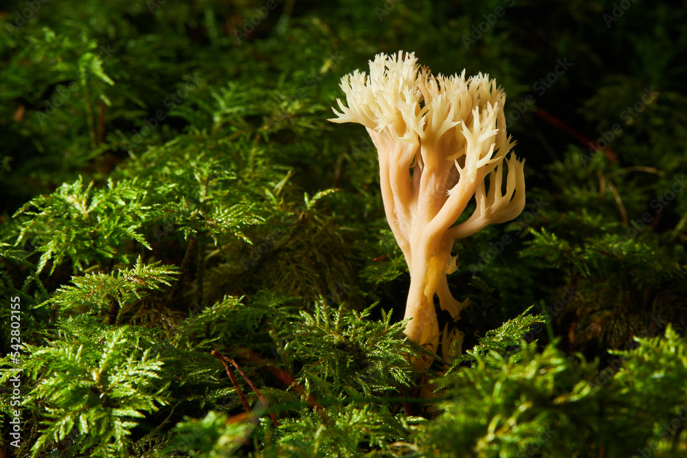 Fungus Ramaria flavescens, also called Ramaria eosanguinea, pale-yellow clavaria, a wild coral fungus Fungus Ramaria flavescens, also called Ramaria eosanguinea, pale-yellow clavaria, a wild coral fungus