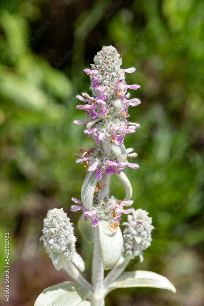 Woolly hedgenettle (stachys byzanntina) flowers in bloom Woolly hedgenettle (stachys byzanntina) flowers in bloom