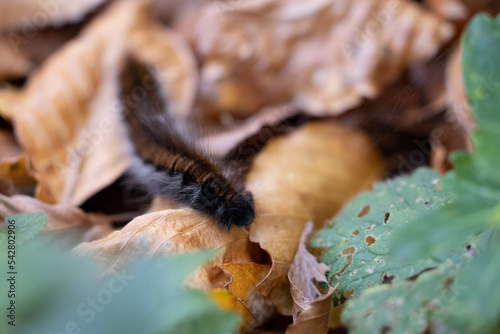 Fox Moth caterpillar (Macrothylacia rubi). photo