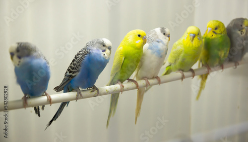 Foto Close-up blue, yellow, green and white budgies birds sitiing on a stick in an av