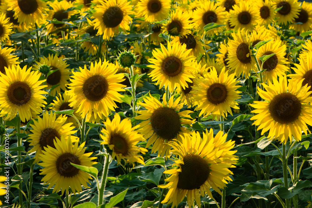 large yellow sunflower for background. Yellow sunflowers in sunlight. good harvest concept, bright sunny flower. farming, vegetable garden, field, growing seeds for oil. close-up large yellow sunflower for background. Yellow sunflowers in sunlight. good harvest concept, bright sunny flower. farming, vegetable garden, field, growing seeds for oil. close-up