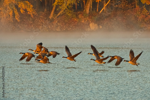 Canadian Geese flying over Cumberland River 