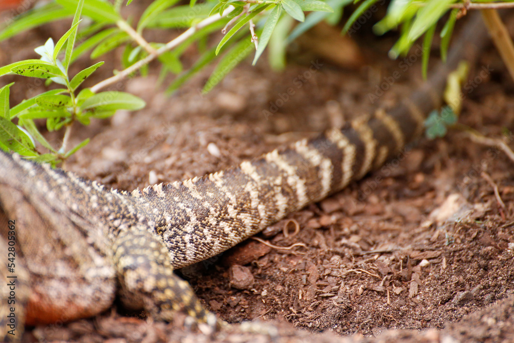 Large lizard laying eggs in garden herb pot Large lizard laying eggs in garden herb pot