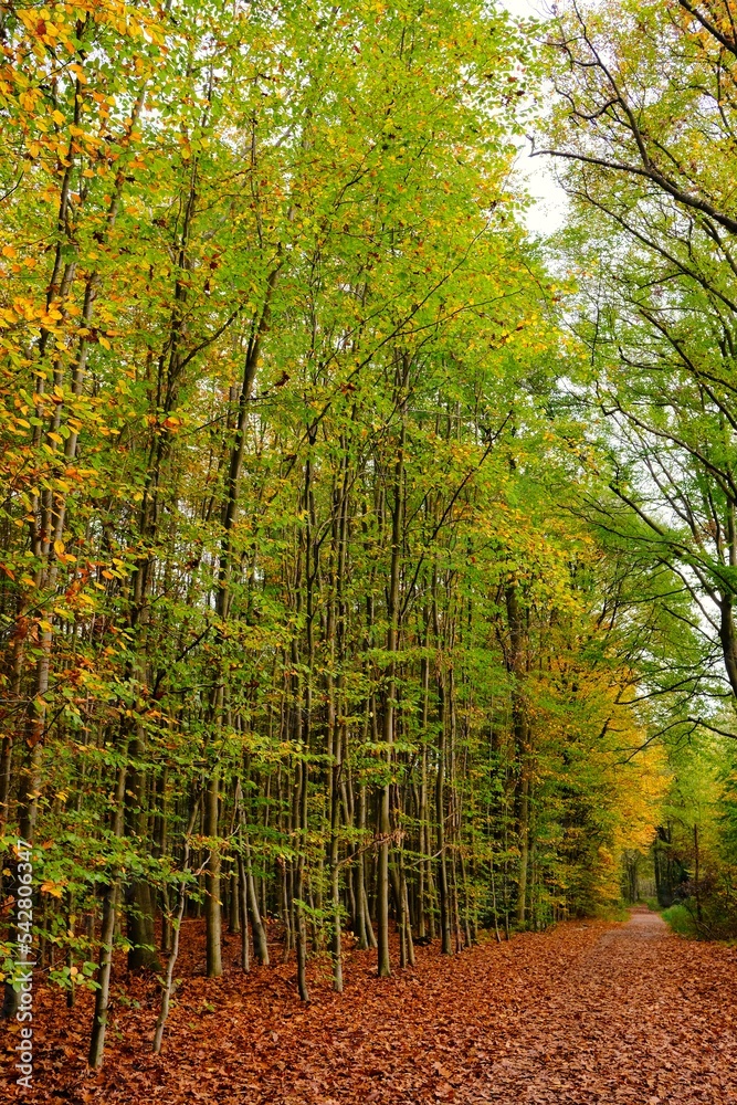 Obraz premium Deutscher Wald im Herbst mit vielen bunten Farben