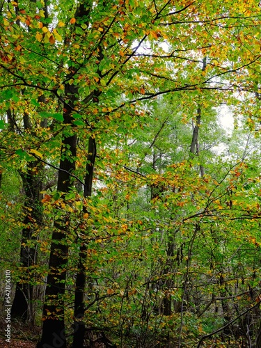 Deutscher Wald im Herbst mit vielen bunten Farben