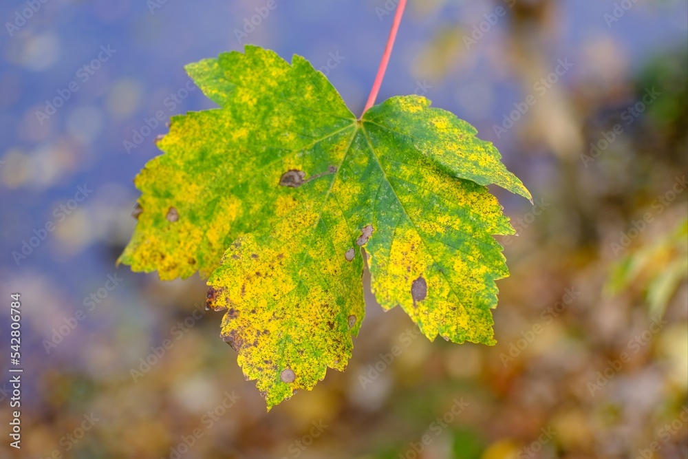 Makro Blatt mit intensiven Farben im Herbst Makro Blatt mit intensiven Farben im Herbst