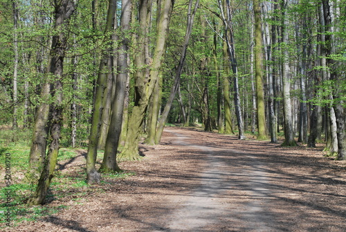 road, park alley, linden trees dominate, a clear day in April