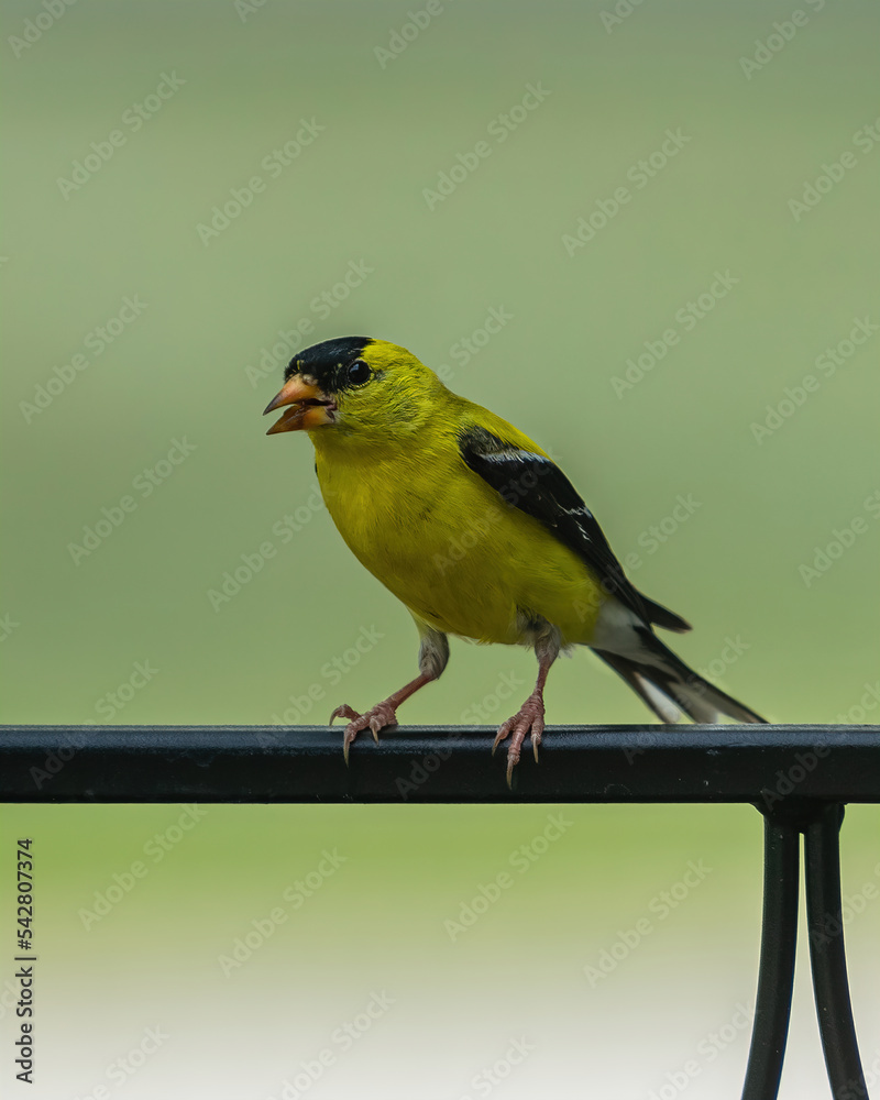 Obraz premium Wild Bird Perched Upon Branch