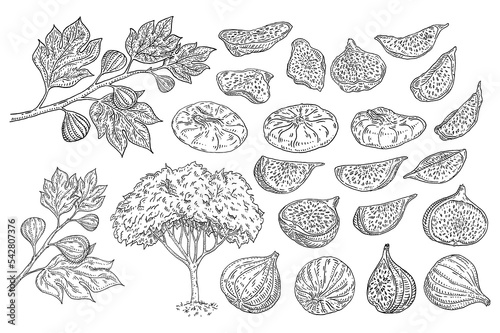 Whole and slice dry fig. Tree with leaves and fruits. Vintage engraving