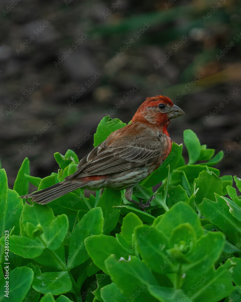 Wild Bird Perched Upon Branch Wild Bird Perched Upon Branch