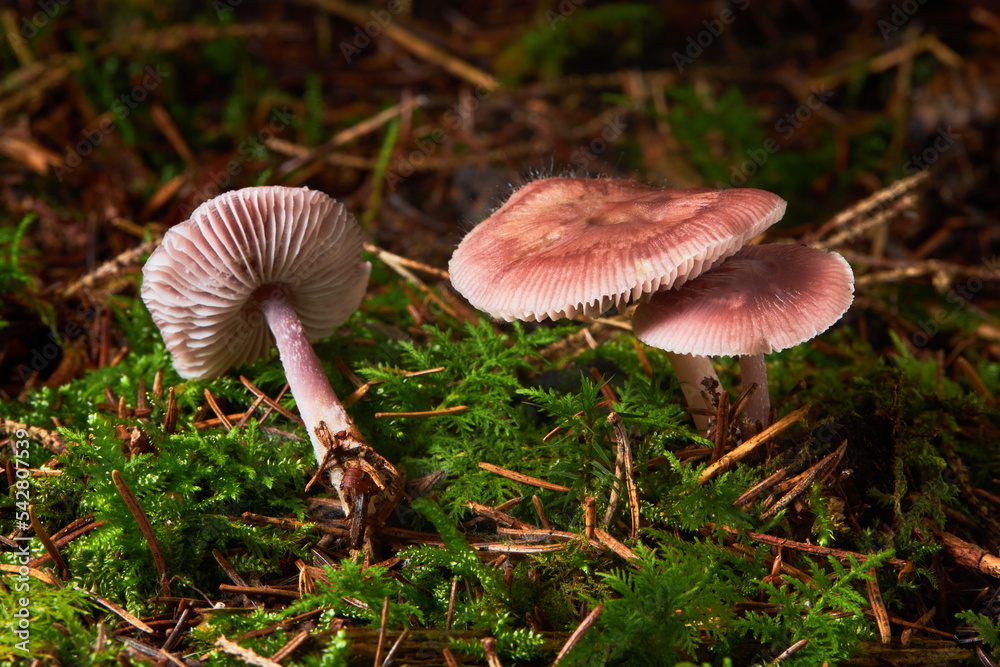 Mycena rosea or rosy bonnet mushroom growing in the forest Mycena rosea or rosy bonnet mushroom growing in the forest