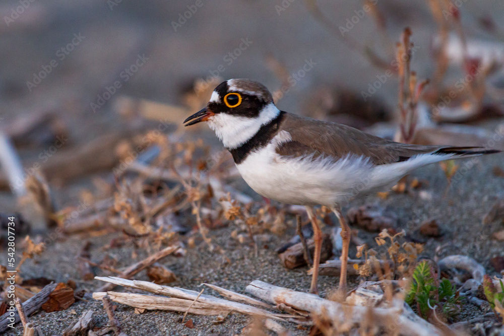 Fototapeta premium Charadrius dubius standing on the beach and on pieces of dried tree branch