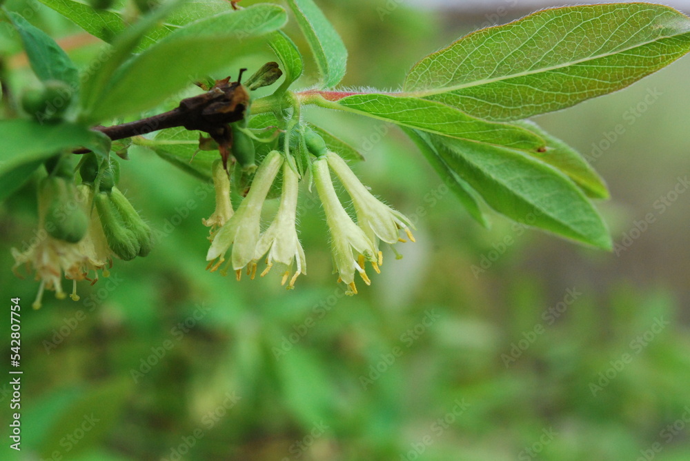 haskap berry flowers in the spring haskap berry flowers in the spring