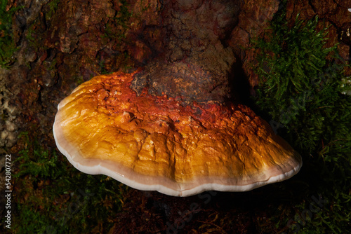 Reishi Mushroom (Ganoderma Tsugae) growing on Hemlock Tree. Medicinal mushroom used to heal the immune system. photo