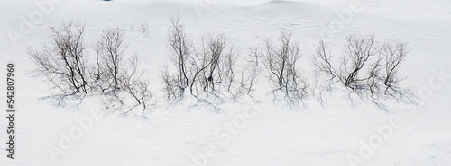Suche krzaki, bezlistne na białym śniegu. Wzór na białym śniegu, tło, struktura, alfabet. © Tomasz