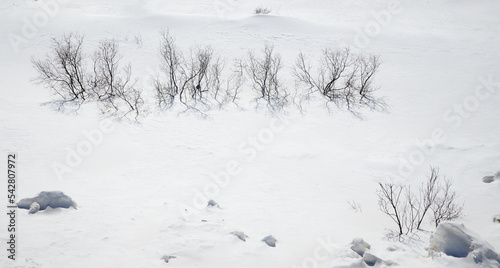 Suche krzaki, bezlistne na białym śniegu. Wzór na białym śniegu, tło, struktura, alfabet. photo