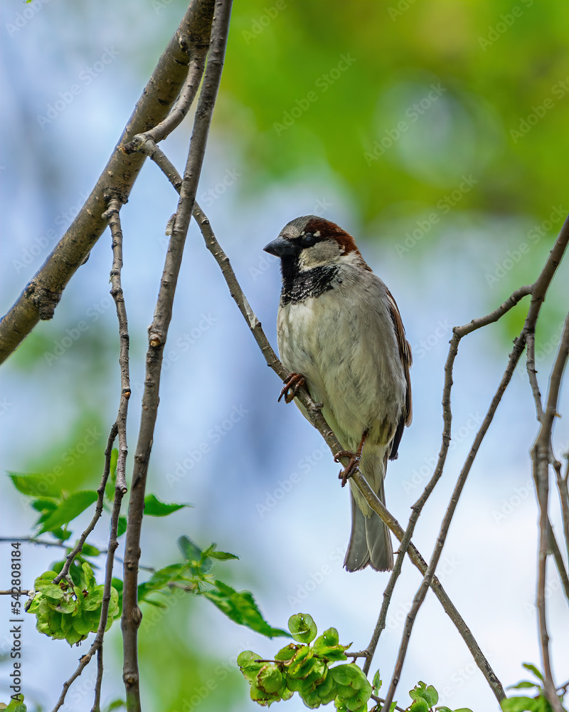 Fototapeta premium Wild Bird Perched Upon Branch