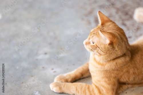 Orange tabby cat laying on floor