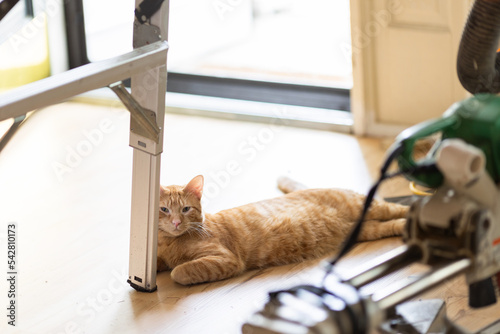 Orange tabby laying beside equipment during home renovation