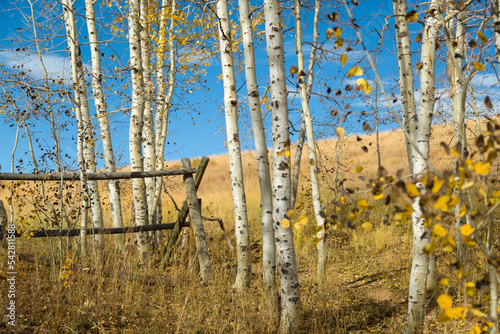 Rustic fence surrounded by Aspen trees with yellow leaves in front of a blue sky. Uinta Mountains in Fall. photo