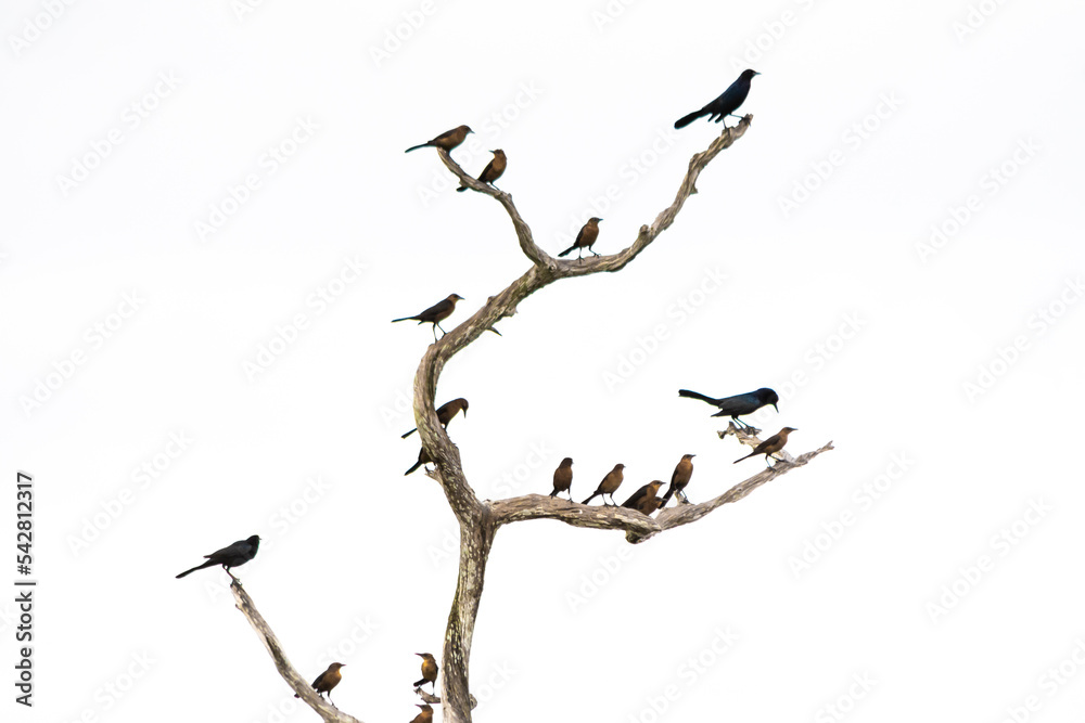 Black and brown grackle bird silhouettes on bare tre branches against a white sky Black and brown grackle bird silhouettes on bare tre branches against a white sky