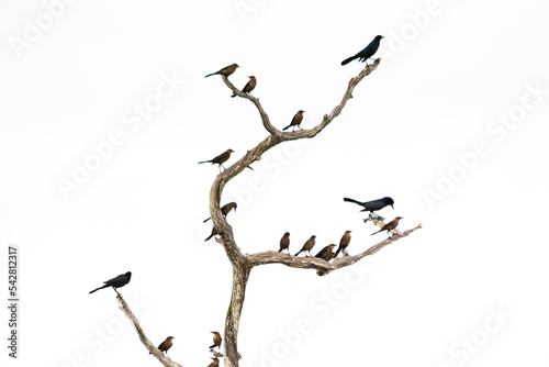 Black and brown grackle bird silhouettes on bare tre branches against a white sky