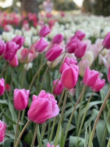 pink tulips in the garden