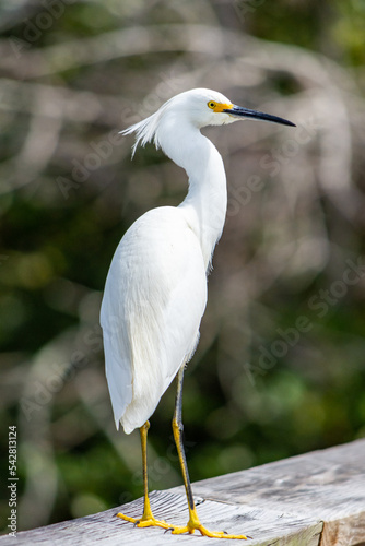 Snowy egret standing on wooden boardwalk in a Florida swamp