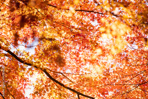 秋を彩る光に透ける紅葉