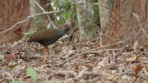 a tracking shot of an orange-footed scrubfowl foraging in a rainforest at kuranda in north qld, australia photo