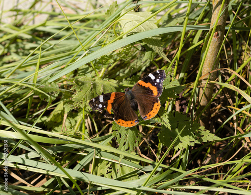 Red admiral (Vanessa atalanta) butterfly sitting on fern seen at butterfly sanctuary trail (Santuario delle farfalle), Marciana, Elba island photo