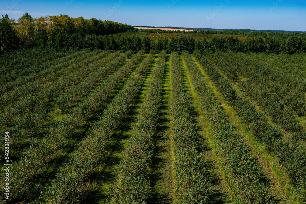 Orchard, aerial view. Rows of fruit trees