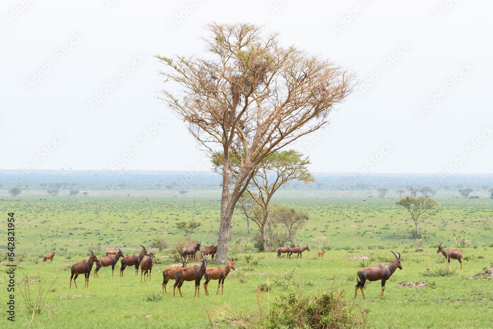 Antelopes Antelopes