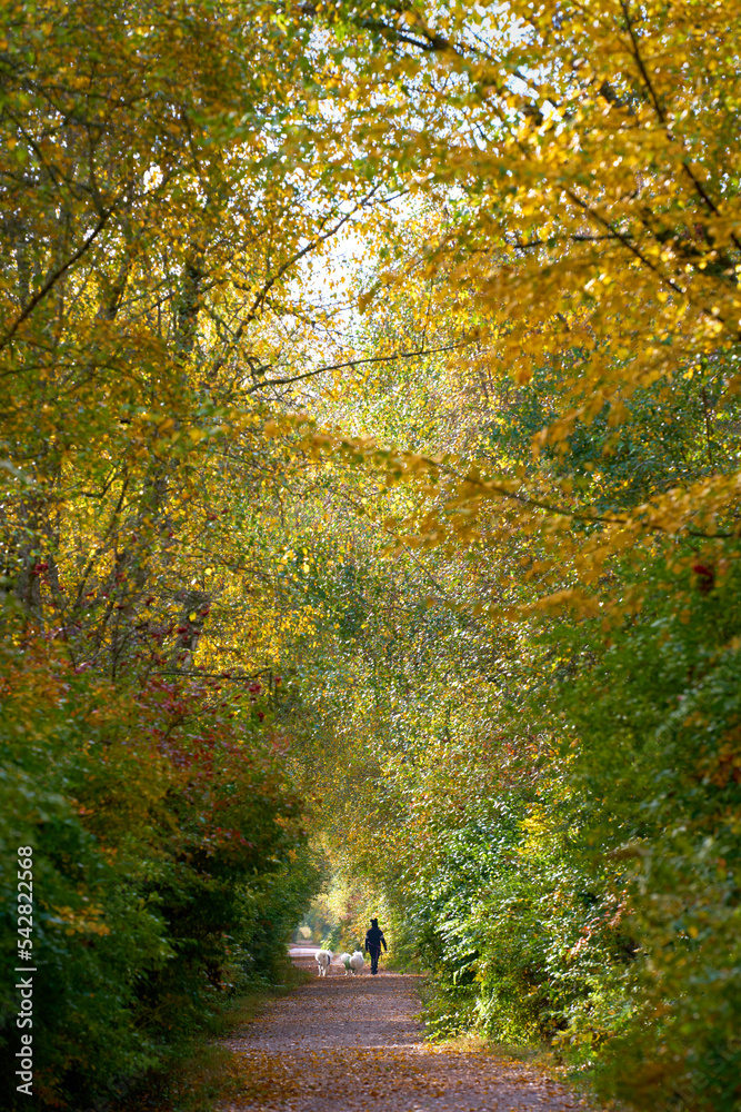 Autumn Path Deciduous Forest. A path through a deciduous forest as the leaves change colour.

