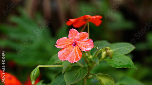 Impatiens walleriana orange flower in bloom on the tree photo