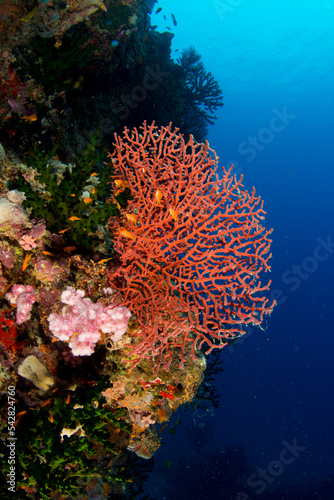 Coral reefs of Naigani in Fiji