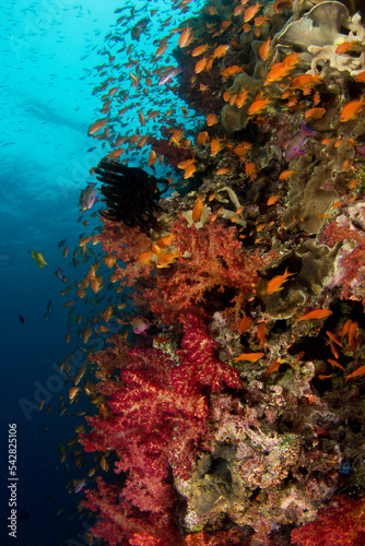 Fototapeta Naklejka Na Ścianę i Meble -  Coral reefs of Naigani in Fiji